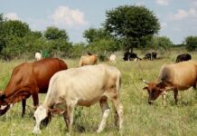 after-modi-became-chief-minister-of-gujarat-grazing-land-decreased