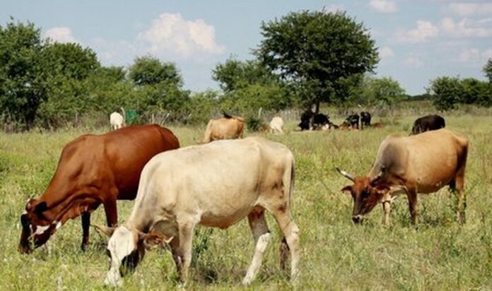 after-modi-became-chief-minister-of-gujarat-grazing-land-decreased after-modi-became-chief-minister-of-gujarat-grazing-land-decreased